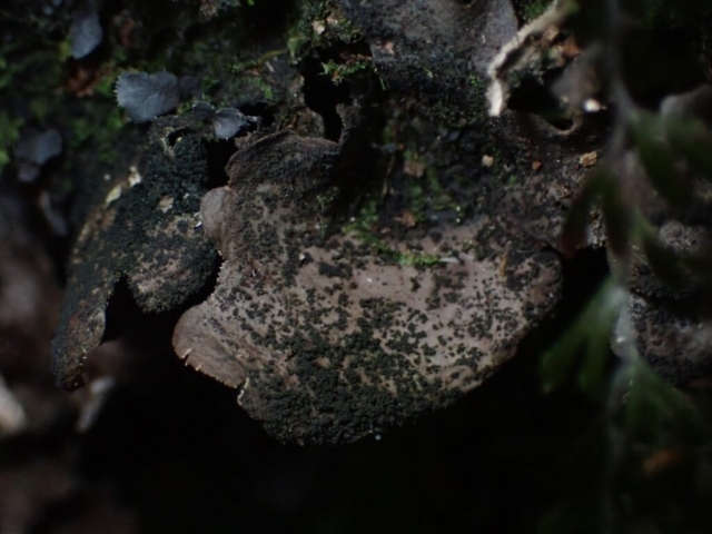 Sticta sylvatica