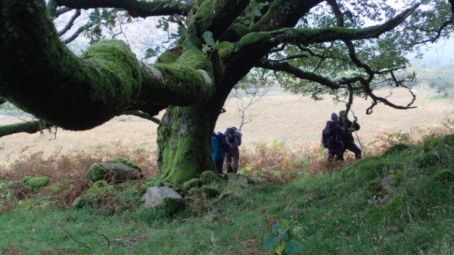 Lichenologists examining an oak