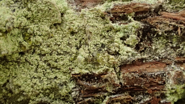 Lecanora alboflavida