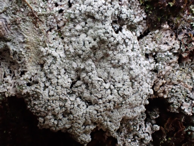 Pertusaria amara