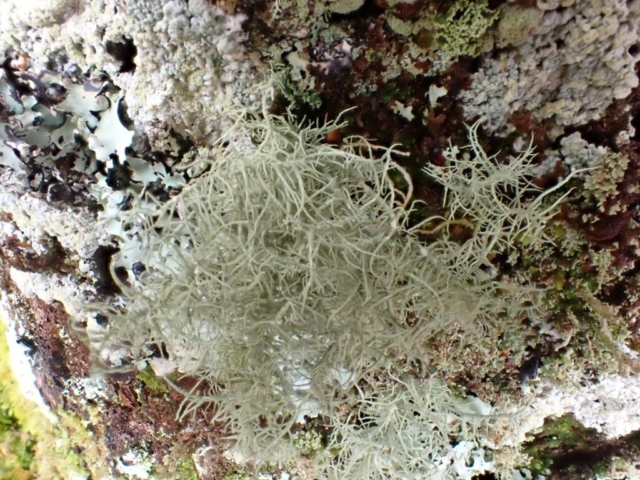 Usnea cornuta