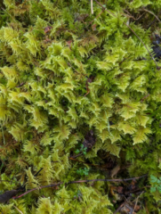 Ptilium crista-castrensis Ptilium crista-castrensis