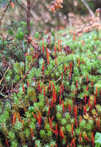 Chilli-shaped capsules of Polystrichum piliferum