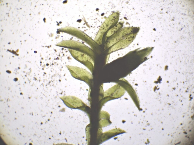 Leptodontium flexifolium taller shoot with deciduous bulbiform branchlet