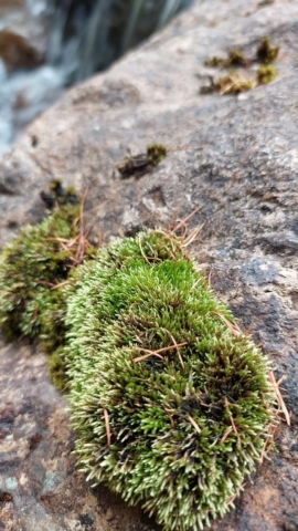 Bryum julaceum (© Peter Bullard)