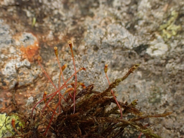 Sporophytes on Hygrohypnum luridum (© Clare Shaw)