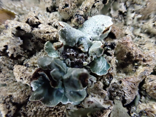 Nesolechia oxyspora on Parmelia saxatilis