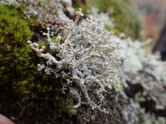 Stereocaulon vesuvianum var nodulosum