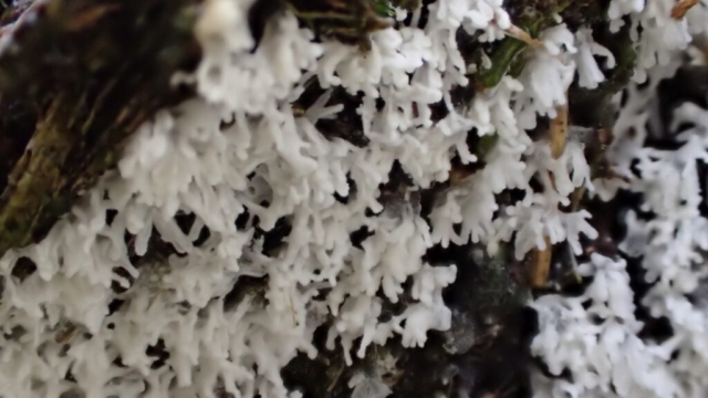 Slime mold Ceratiomyxa fruticulosa