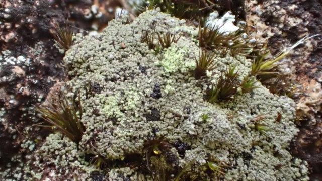 Micarea leprosula on the ground