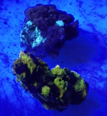 Psoronactis dilleniana P/UV+ yellow