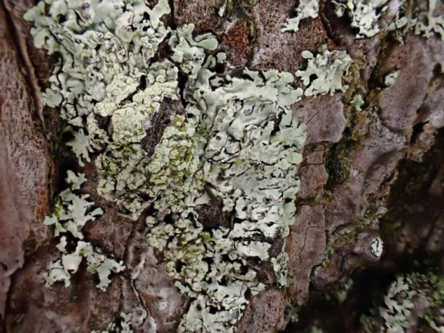 Parmeliopsis hyperopta