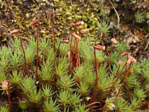 Polytrichum piliferum with sporophytes