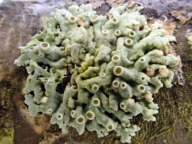 Zyzygomyces aipoliae