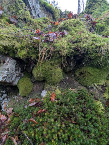 Leucobryum glaucum hummocks