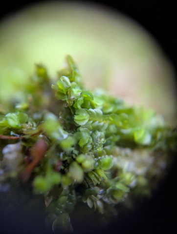 Hand lends shot of Syzygiella autumnalis