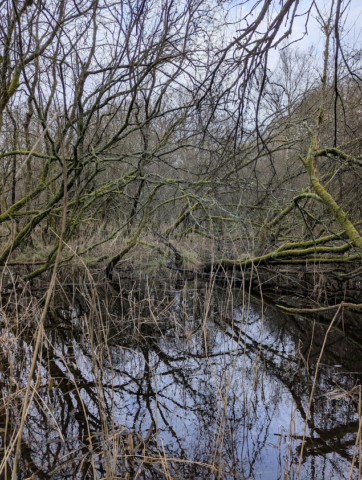 Wet woodland of the afternoon