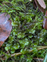 Hookeria lucens Hookeria lucens