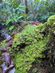 Trichocolea tomentella Trichocolea tomentella