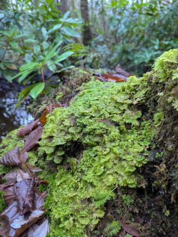 Trichocolea tomentella