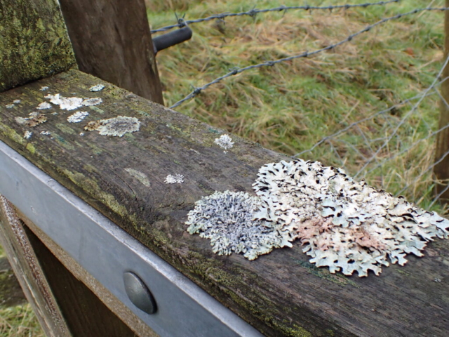 Lichens on a gate