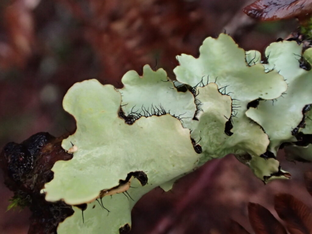 Parmotrema perlatum