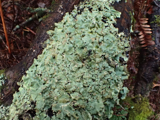 Flavoparmelia caperata