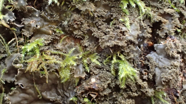 Peltigera praetextata