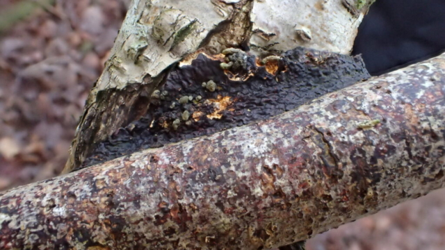 Glue fungus, Hymenochaete corrugata