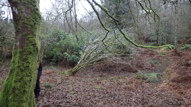 Rhododendron