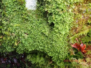 Great sheets of Radula voluta Great sheets of Radula voluta