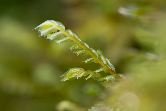 Plagiochila spinulosa