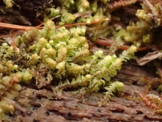 Scapania umbrosa Scapania umbrosa