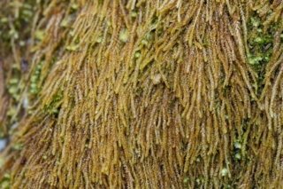 Hageniella micans Hageniella micans