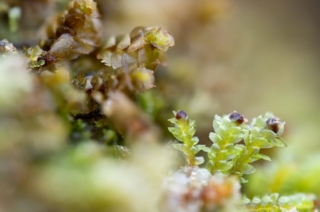 Small Scapania gracilis (top left) next to Scapania umbrosa (bottom right) Scapania gracilis next to Scapania umbrosa