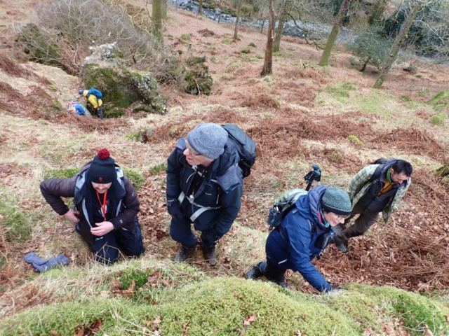 Looking for lichens in Seatoller wood