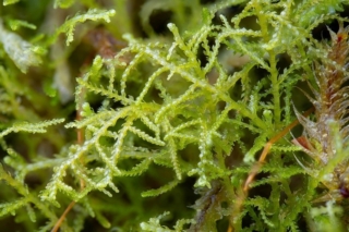 Lepidozia pearsonii Lepidozia pearsonii