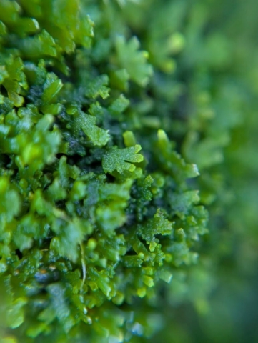 Riccardia palmata, a species of dead logs