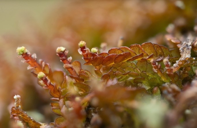 Odontoschisma denudatum