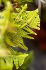 Ptilium crista-castrensis, the ostrich-plume feather-moss Ptilium crista-castrensis, the ostrich-plume feather-moss