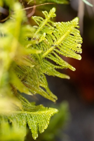 Ptilium crista-castrensis, the ostrich-plume feather-moss