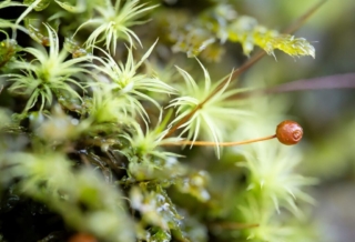 Bartramia pomiformis Bartramia pomiformis