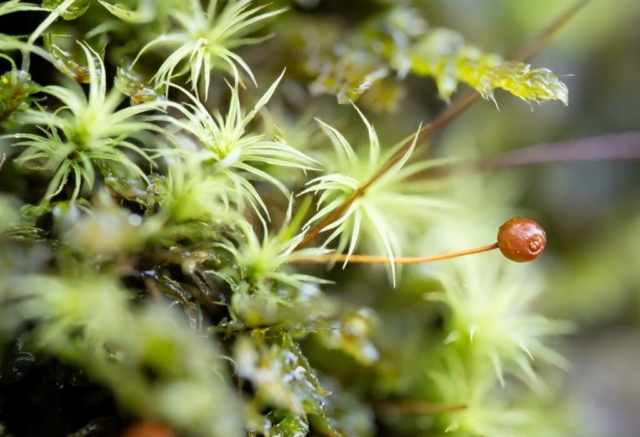 Bartramia pomiformis