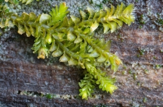 Tritomaria exsecta Tritomaria exsecta