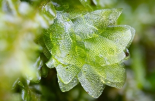Hookeria lucens Hookeria lucens