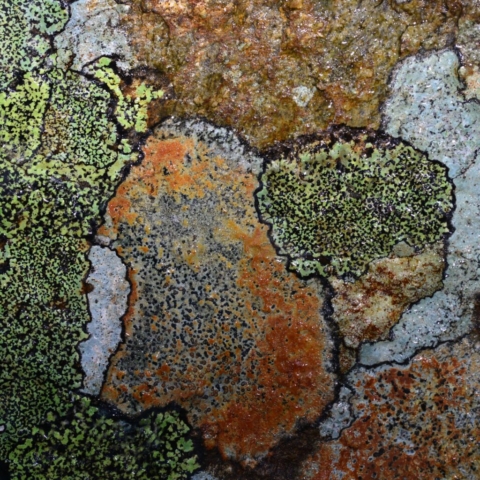 Mosaic of crustose lichens