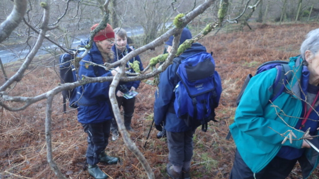 Inspecting the branches and twigs for lichen