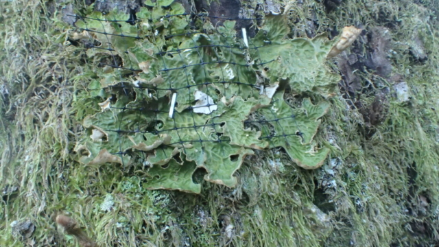 A Lobaria pulmonaria translocation held on by mesh and staples