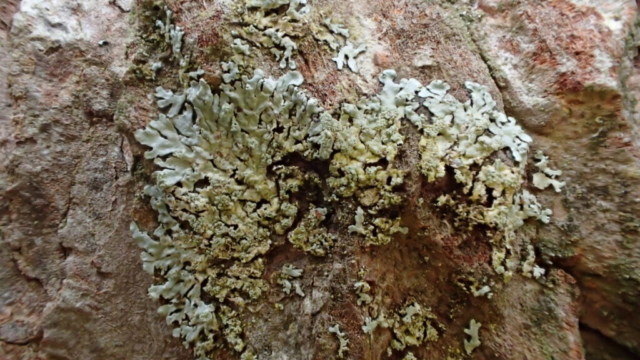 Parmeliopsis hyperopta on larch