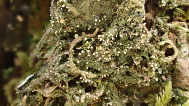 Micarea stipitata showing many pycnidia